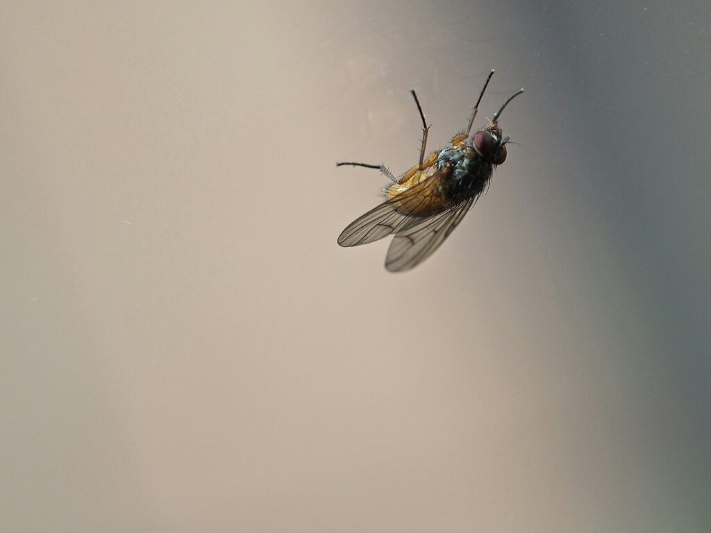 Comment gérer l’envahissement des petites mouches dans votre maison ?